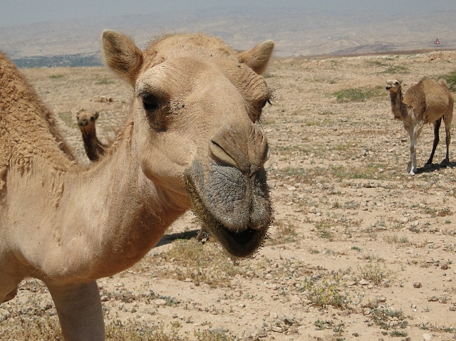 Kamelen (1).JPG